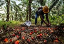 Palmier à huile : Les planteurs villageois au cœur de la stratégie de la Socapalm à Édéa