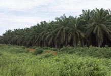 Terres d’Apouh : la Socapalm recadre les accusations et dévoile ses chiffres