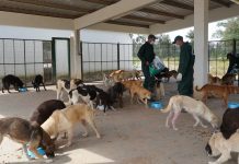 Animaux errants : Le Maroc se dote d’un cadre légal