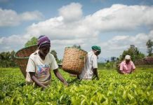 AIVDP : 57,8 millions de dollars investis pour renforcer l’agriculture dans le Sud-Ouest